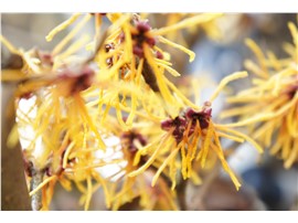 Für Ihren Wellnessgarten - Hamamelis