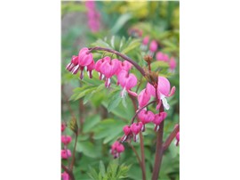 Herzerlstock kaufen - Im Onlineshop für Garten