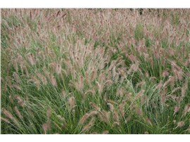 Zwerg-Lampenputzergras Co3 - Für Ihren Wohlfühlgarten