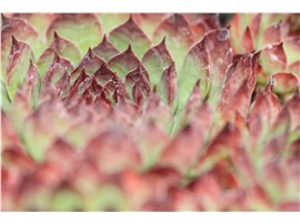 Hauswurze Co0,5 kaufen - Im Onlineshop für Garten