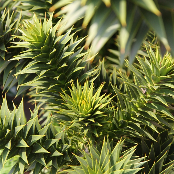 Alles fr die Gartenpflege - Auraucaria auricana - Andentanne,  Affenschwanzbaum