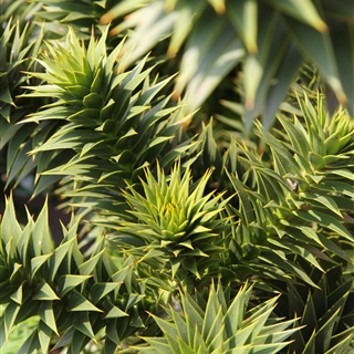Andentanne 50-60 cm - Für Ihren Wohlfühlgarten