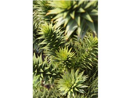 Andentanne 50-60 cm - Für Ihren Wohlfühlgarten