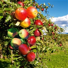 Obstgehölze
